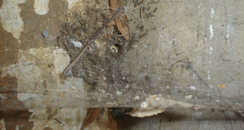 Tegenaria sp.